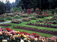 Portland Rose Gardens